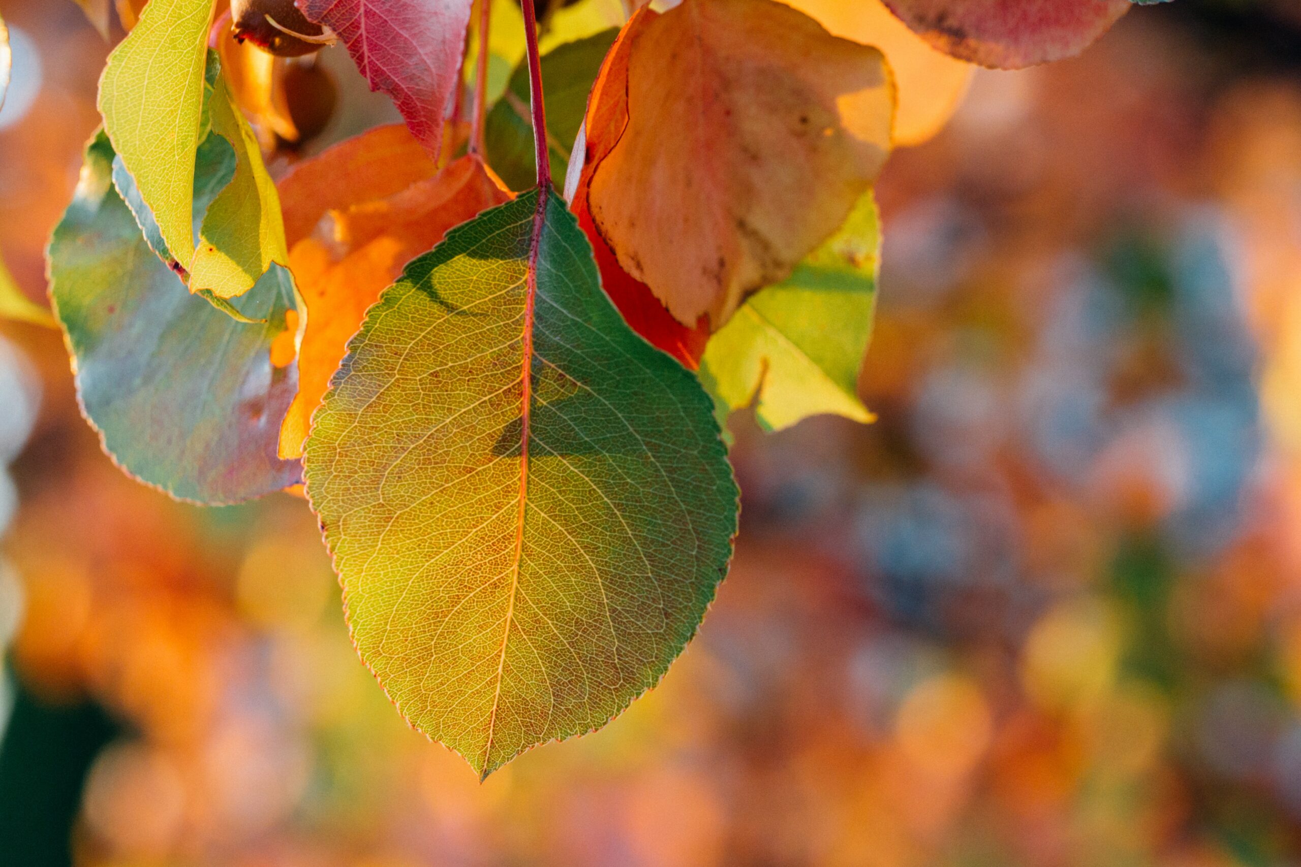 Close up image of fall leaves & their impressive fractals
