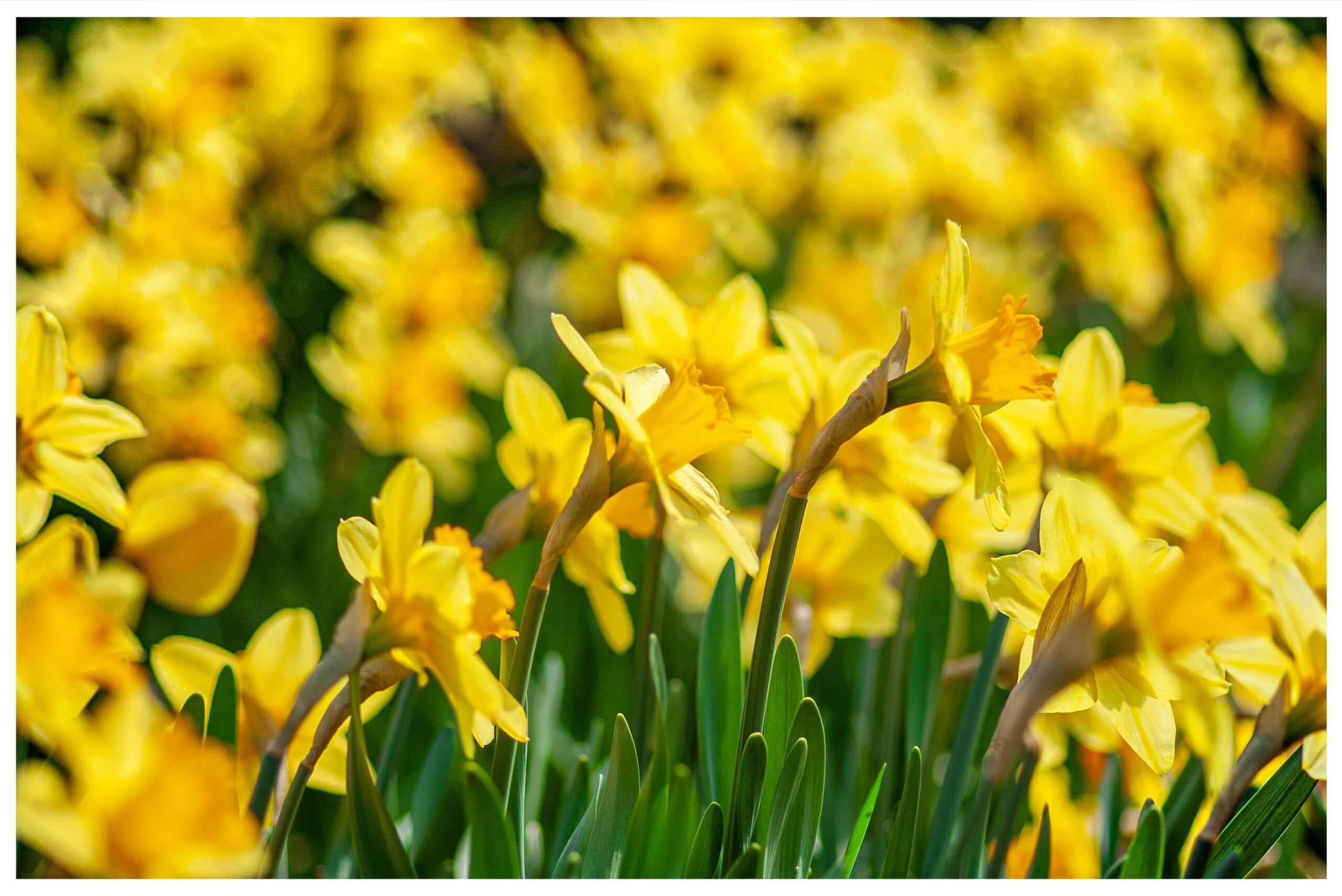 Field of spring daffodils